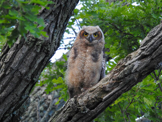 Great Horned Owlet checking out his surroundings and listening for mom's call