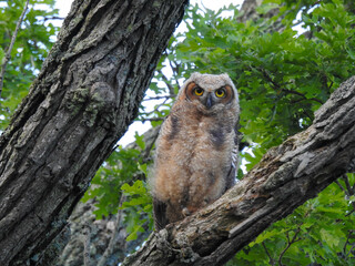 Great Horned Owlet checking out his surroundings and listening for mom's call