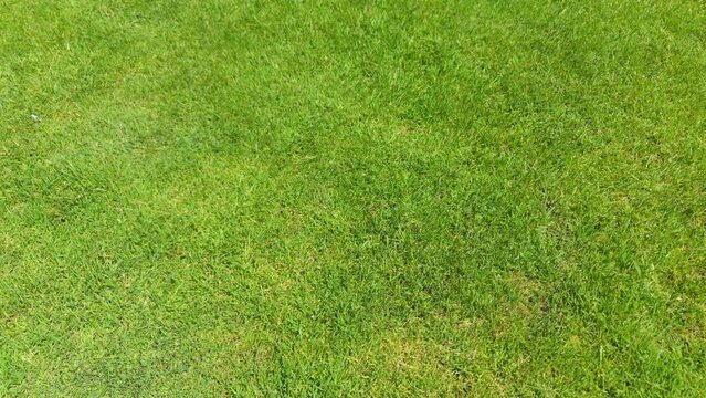 Slow motion lawn background. green grass in garden