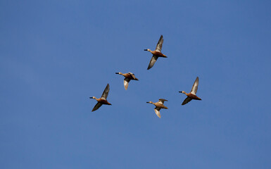 Obraz premium Flocks of ducks with blue sky in the background