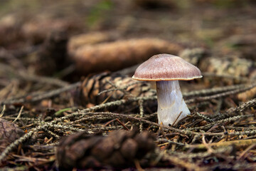 Mushroom in summer green forest