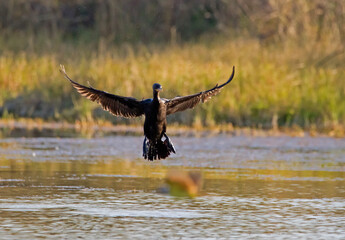 Cormorant in flight before landing in tame water