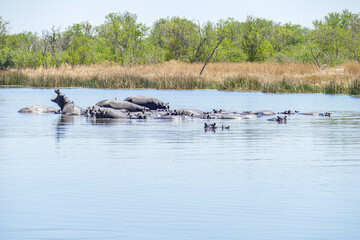 Fototapeta premium Flusspferd