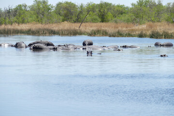 Fototapeta premium Flusspferd