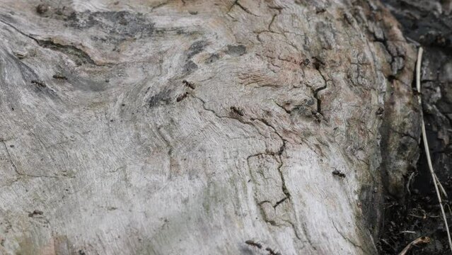 Colony of ants on a tree trunk at Maplewood Mudflats Wild Bird Trust in North Vancouver, British Columbia, Canada