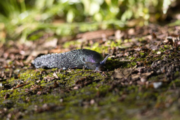 schwarze Nacktschnecke auf Waldboden