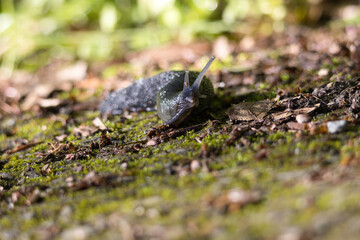Nacktschnecke auf Waldboden