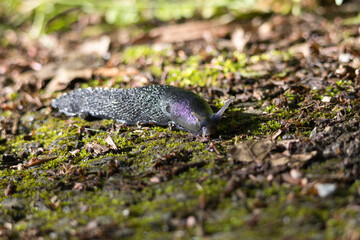 Nacktschnecke im Wald