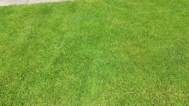 Slow motion lawn background. green grass in garden
