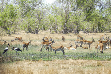 Antilope
