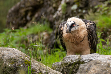 Rare bearded vulture, Gypactus barbatus, hawk, also called Lammergeier, or Bartgeier, sitting behind a rock in alpine vegetation, closeup, copy space