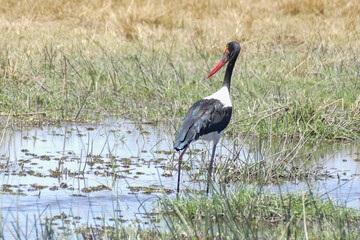 Sattelstorch