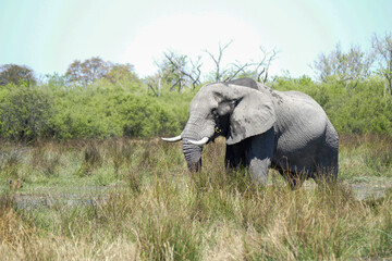 Fototapeta premium Elefant