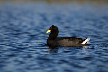 Red-legged coot strolling in blue waters on a winter afternoon.