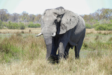 Elefant