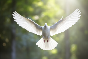 A graceful white dove with an impressive wide wingspan soars on natural background