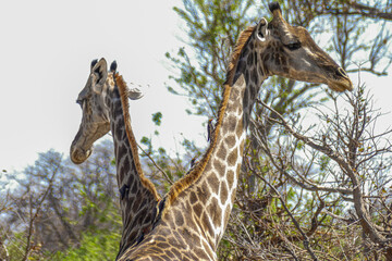 Giraffe