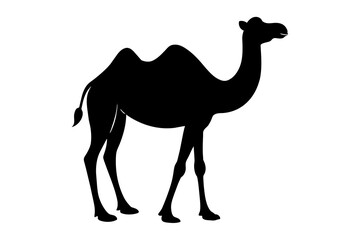 camel animal vector silhouette  illustration