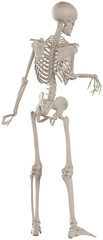 skeleton posing 3d render anatomical illustration with transparent background