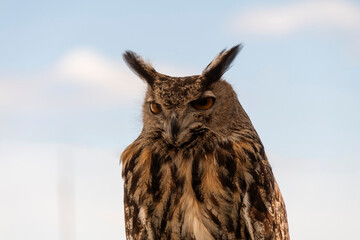 Primer plano de un Buho Real