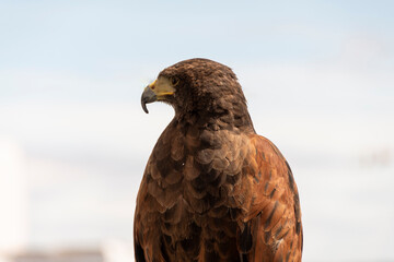 Primer plano de un águila real 