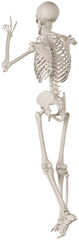 skeleton posing 3d render anatomical illustration with transparent background