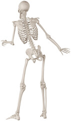 skeleton posing 3d render anatomical illustration with transparent background