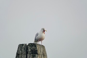 black headed gull