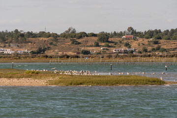 Vista panorámica de la marisma del sur de Andalucía, España. 