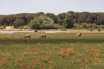 Obraz premium Campiña con manada de caballos en el fondo. Parque de Doñana