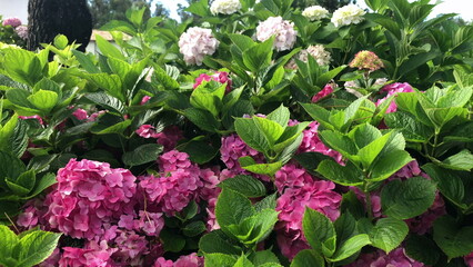 Home flower garden and plants