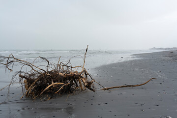A beach with a gray sky and large trunk and may seashells brought by the storm, the sea is rough,...