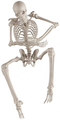 skeleton posing 3d render illustration with transparent background