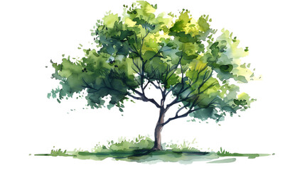 Watercolor green tree illustration isolated on transparent background for landscape and architecture drawing. Elements for environment and garden, botanical for section in spring. 