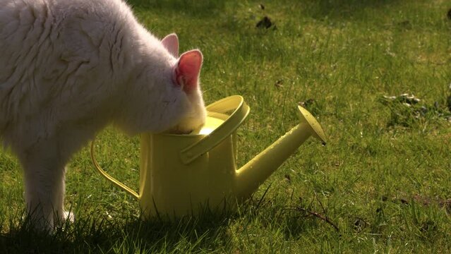 Pet cat drinks from yellow watering can in garden