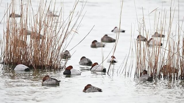 Wild ducks. Common pochard Aythya ferina. The bird is resting and swimming on the lake. A group of birds on the lake. Close up. Slow motion.