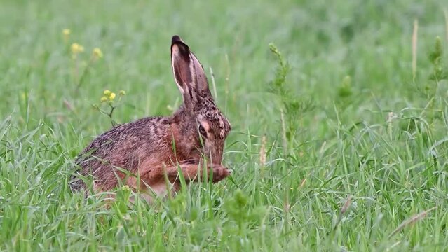 European hare lepus europaeus in the wild on the field. The hare cleans his head with his paws, looks around and eats Close up. Slow motion.