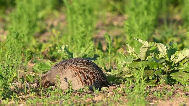 Partridge. Warm colors nature background. Grey Partridge. Perdix perdix. The bird feeds on the field. Close up.