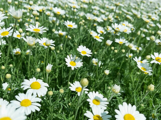 Fototapeta premium Medical plant chamomile flowers grow on the lawn