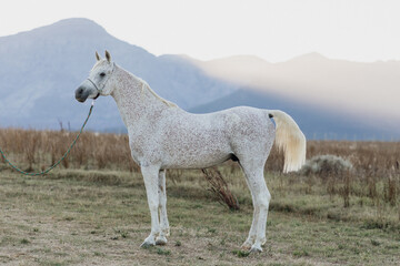 White Arabian horse at sunrise