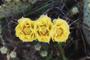 Prickly pear cactus blooms closeup in spring season Texas landscape.