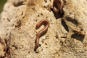 Millipede closeup on rock in Texas environment.
