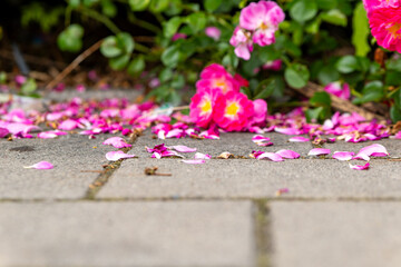 close up of pink flowers on a sidewalk