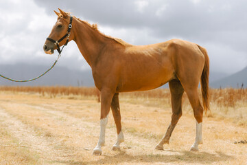 Chestnut Arabian horse