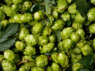 Green hop cones. A natural ingredient for the production of beer.