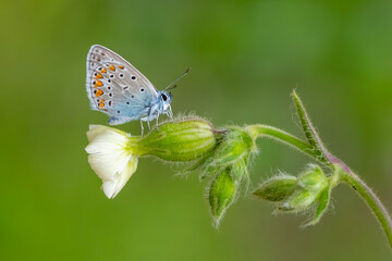 Lycaenidae / Çokgözlü Mavi / Common Blue / Polyommatus icarus