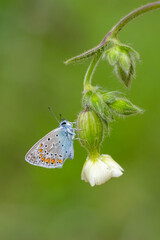 Lycaenidae / Çokgözlü Mavi / Common Blue / Polyommatus icarus
