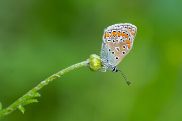 Lycaenidae / Çokgözlü Mavi / Common Blue / Polyommatus icarus