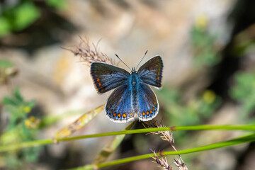 Lycaenidae / Çokgözlü Mavi / Common Blue / Polyommatus icarus