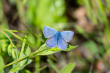 Lycaenidae / Çokgözlü Mavi / Common Blue / Polyommatus icarus
